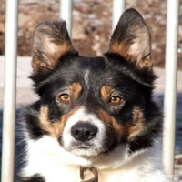 Astra Bee, Tricolour, smooth coated female